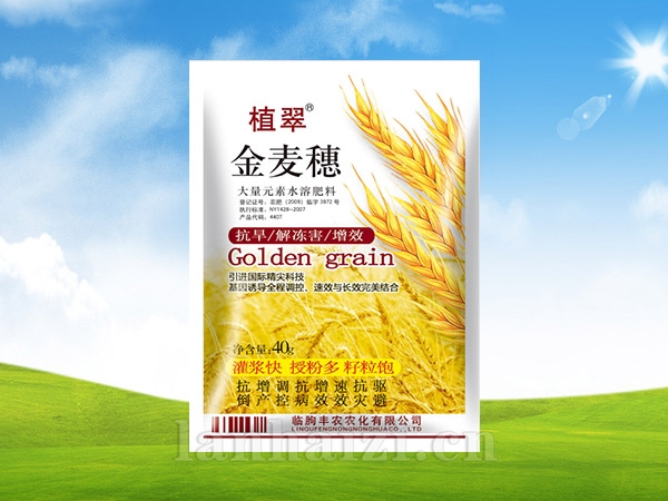 金麦穗