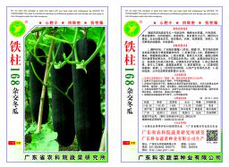 铁柱168杂交冬瓜