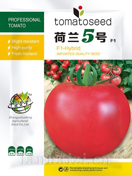 荷兰5号番茄种子-抗TY/抗线虫