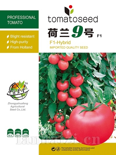 荷兰9号番茄种子