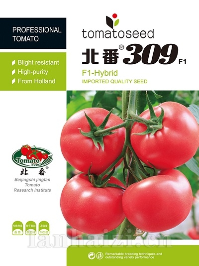 北番309-高档粉果 抗TY、抗线虫