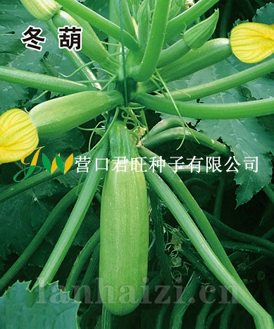 冬 葫——西葫芦