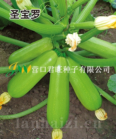 圣宝罗——西葫芦