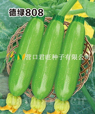 德绿808——西葫芦