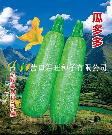 瓜多多——西葫芦