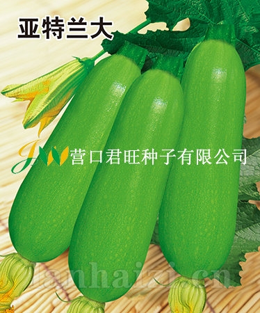 亚特兰大——西葫芦