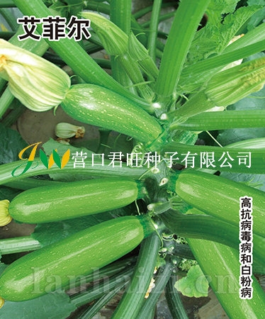 艾菲尔——西葫芦