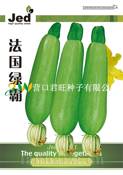 法国绿霸——西葫芦