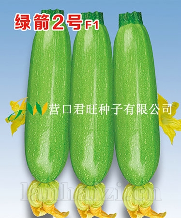 绿箭2号——西葫芦