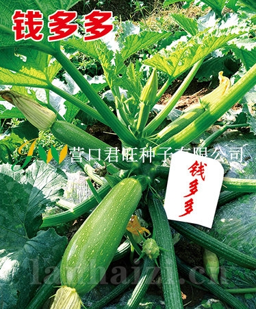 钱多多——西葫芦