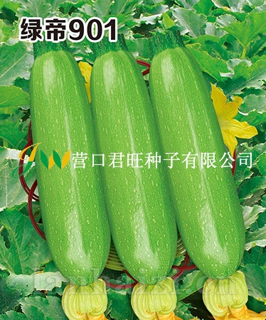 绿帝901——西葫芦