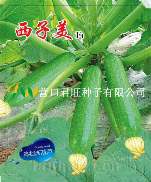 西子美——西葫芦