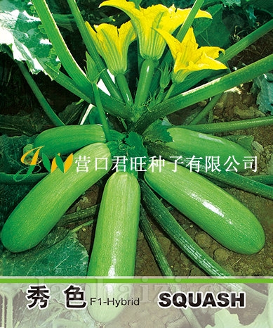 秀色——西葫芦