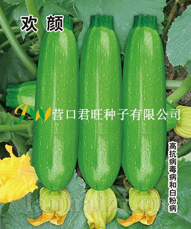 欢 颜——西葫芦
