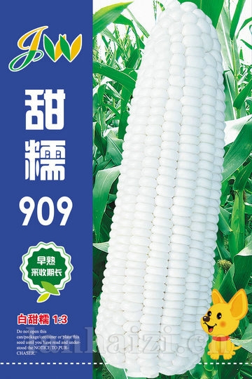 甜糯909——鲜食玉米