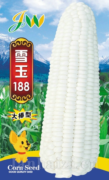 雪玉188——鲜食玉米
