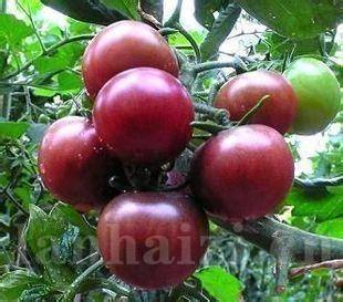 中亚黑樱桃番茄种子
