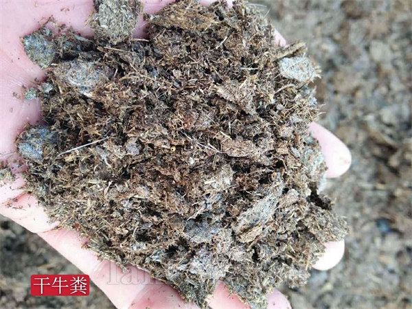 湖南批发干牛粪 发酵牛粪有机肥