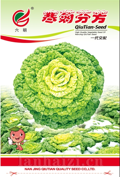 寒菊芬芳