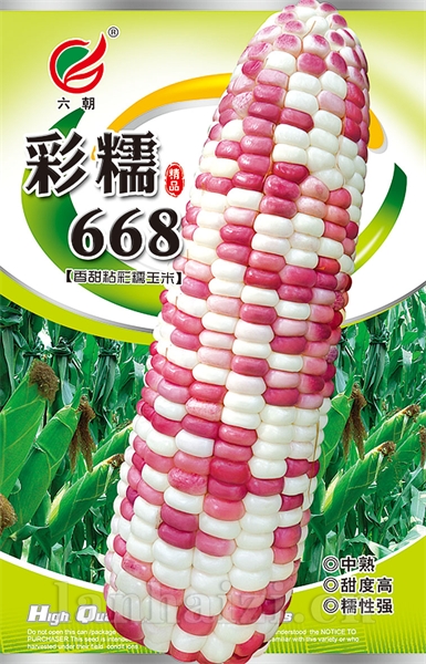 彩糯668