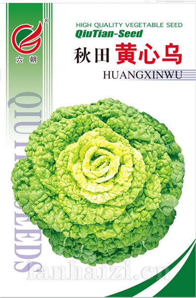 黄心乌