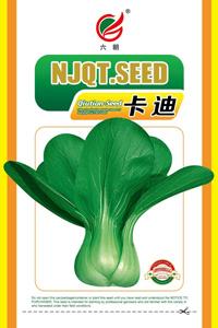 卡迪