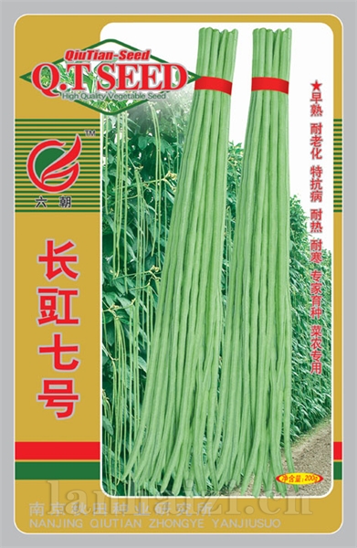 长豇七号-1