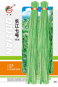 长豇七号-2
