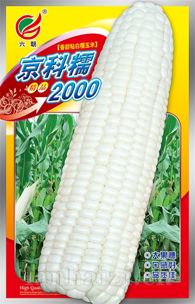 京科糯2000