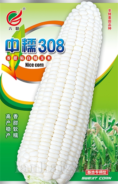 中糯308