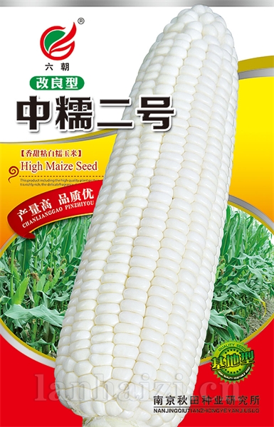 改良中糯二号