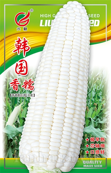 韩国香糯