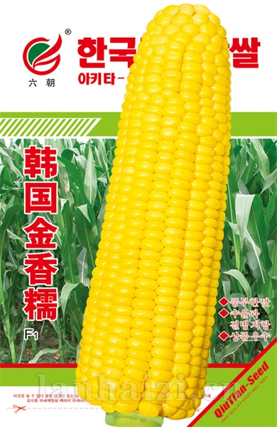 韩国金香糯
