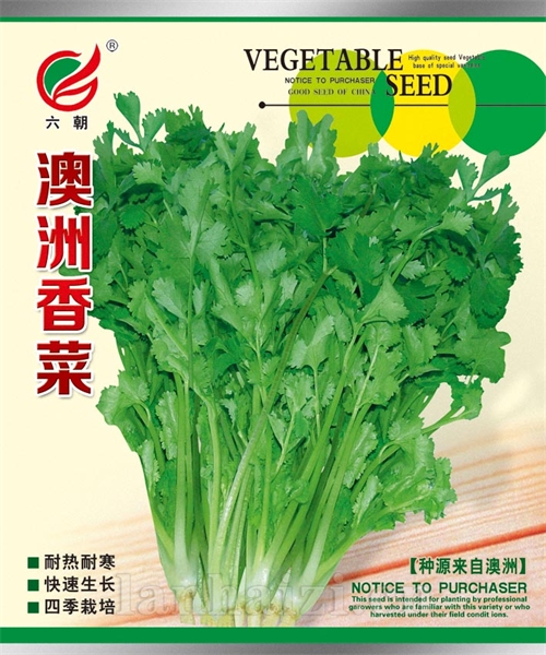 澳洲香菜（大）