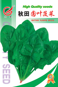 圆叶菠菜