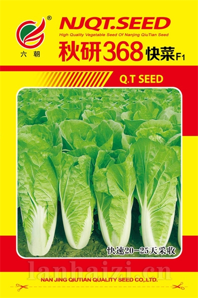 秋研368快菜