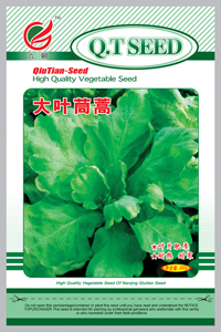 大叶茼蒿-1