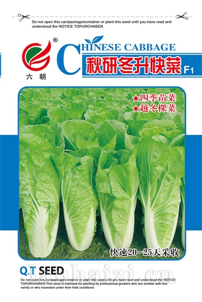 冬升快菜