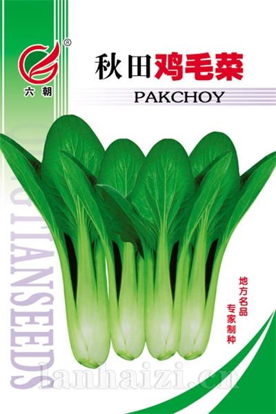 秋田鸡毛菜
