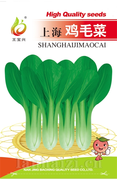 上海鸡毛菜