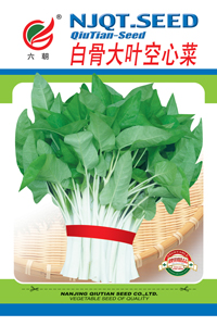 白骨大叶空心菜