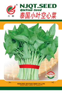 泰国小叶空心菜