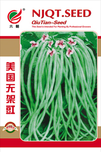 无架豇豆-1