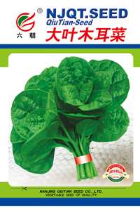 圆叶木耳菜