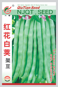 红花白荚-1