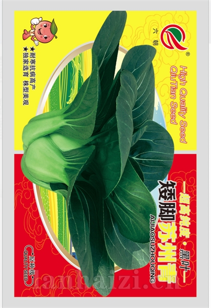 矮脚苏州青