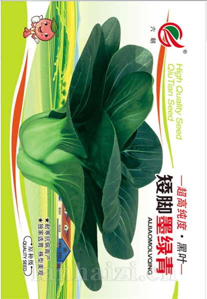 矮脚墨绿青