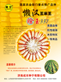 懒汉玉米种子-----赊玉337