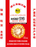 懒汉王玉米种子--懒汉王京科青贮516玉米