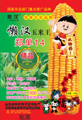 懒汉王玉米种子--懒汉王郑单14玉米